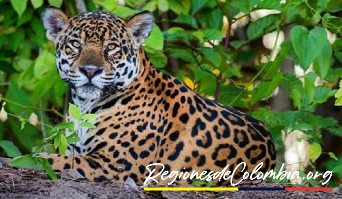 jaguar de colombia