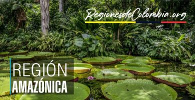 region amazonica