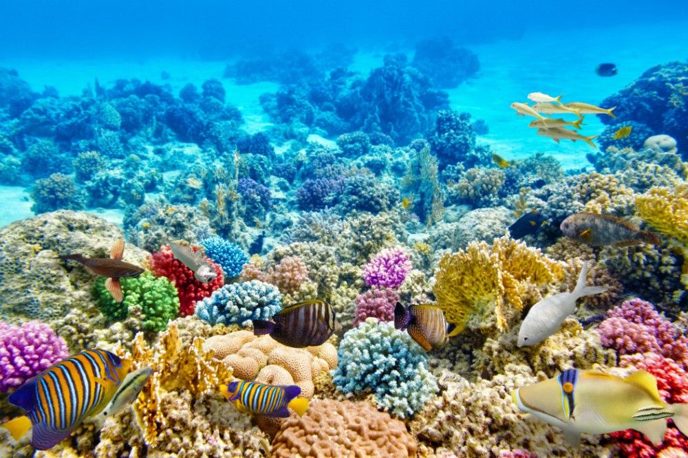 arrecifes de coral en san andres colombia