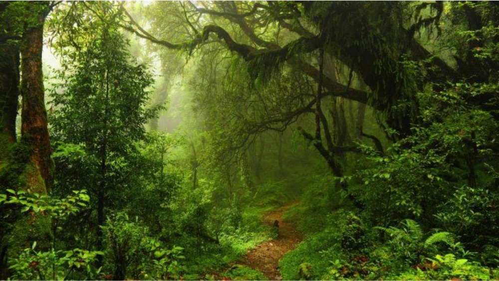 bosque humedo tropical