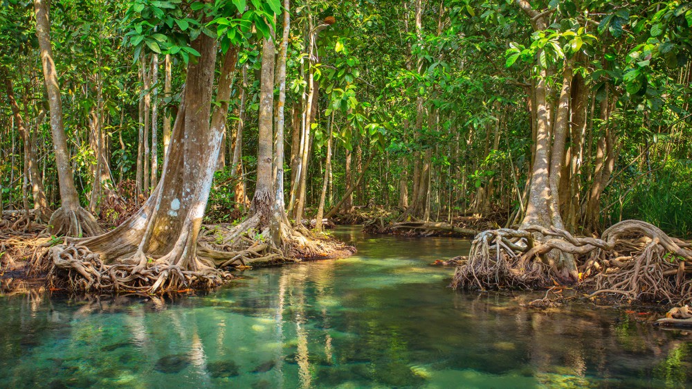 manglares de san andres