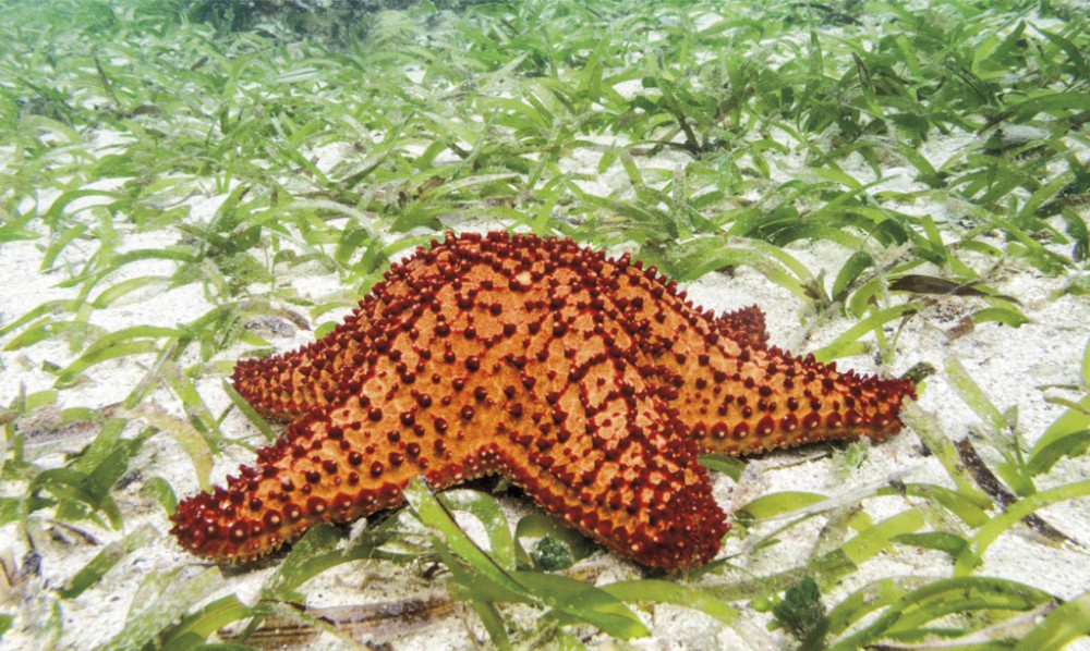 pastos marinos san andres
