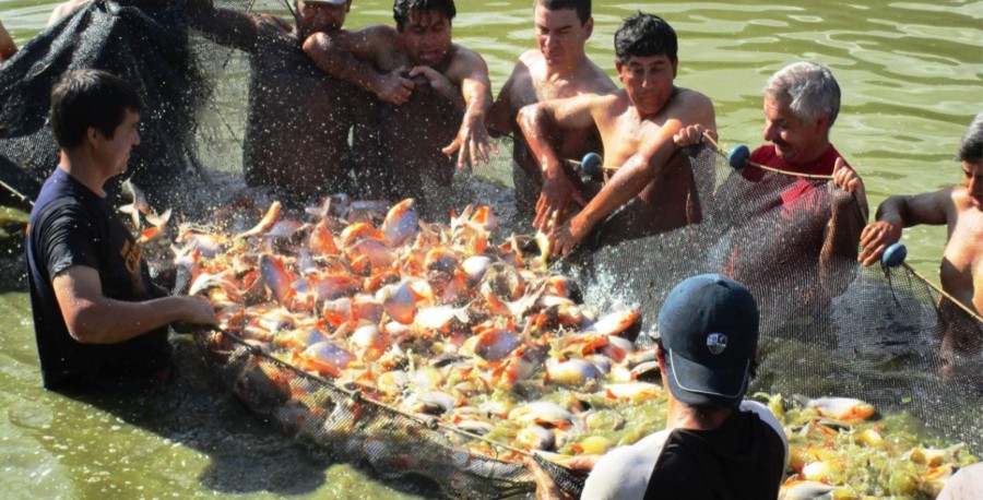 Feria Piscicola del Amazonas