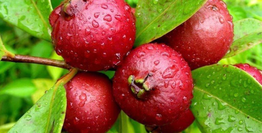 araca amazonas