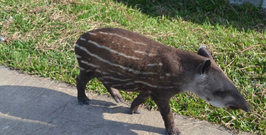 boruga amazonas