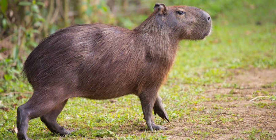 capibara amazonas