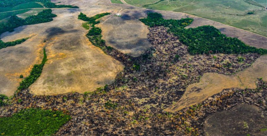 cifras de la deforestacion amazonica