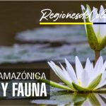 flora y fauna region amazonica